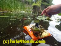 /home//u458753944/public_html/sourcegallery////Frogs/Bullfrogs 2016-08 Ontario/P8140123.JPG
